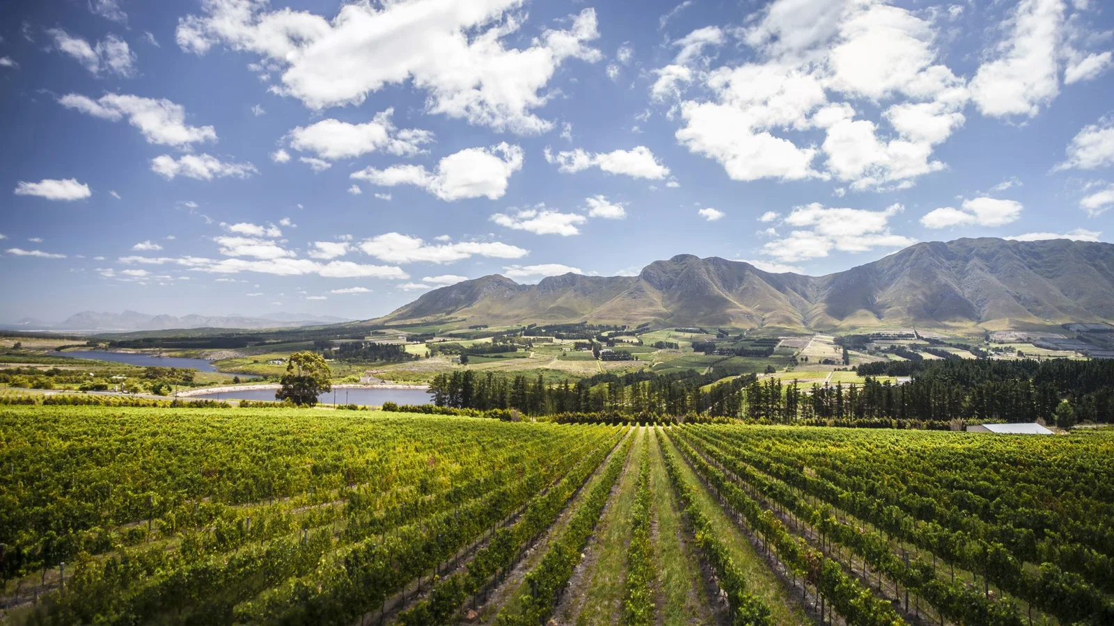 Atlantic Seaboard vs Winelands: Two Ownership Regimes