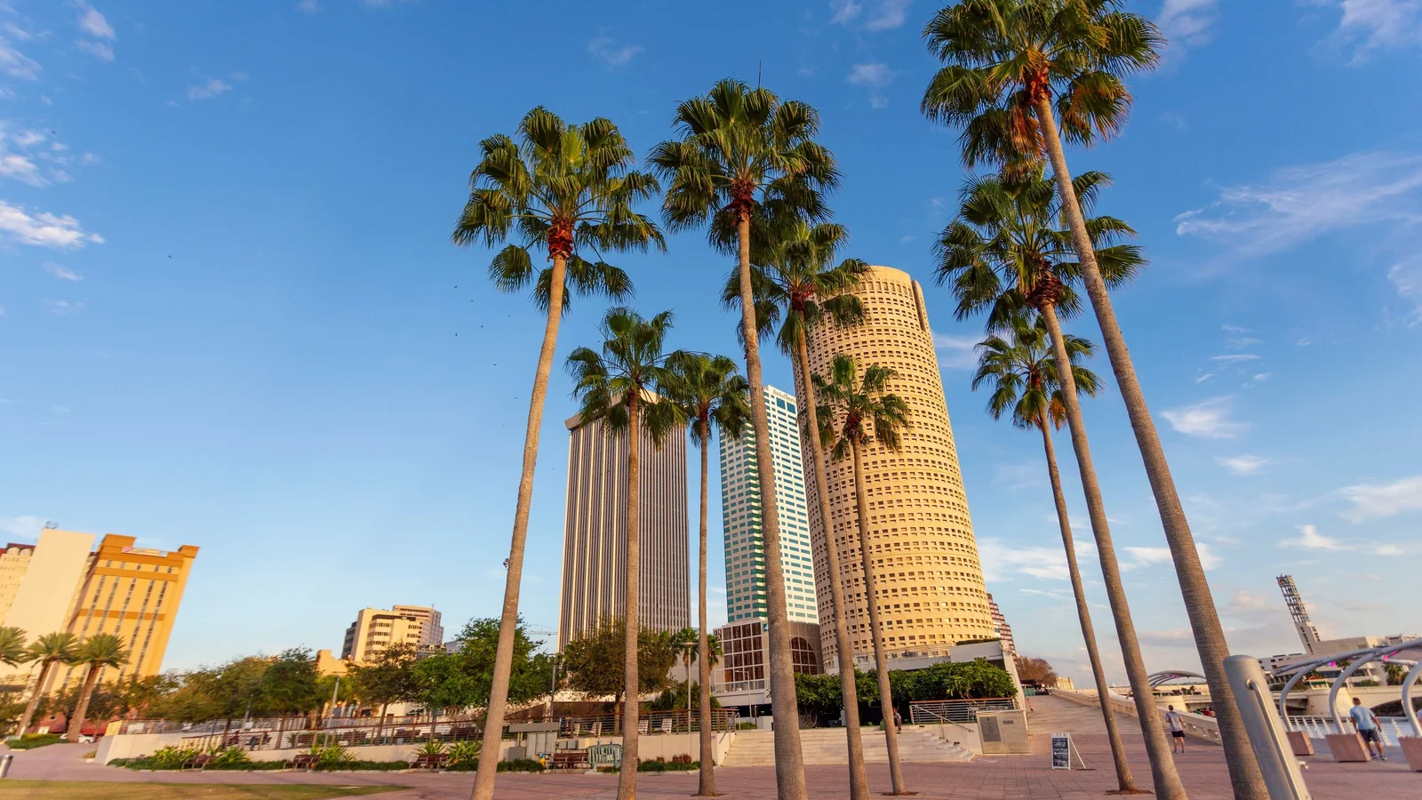 Palm trees along the Tampa Riverwalk below downtown office towers.